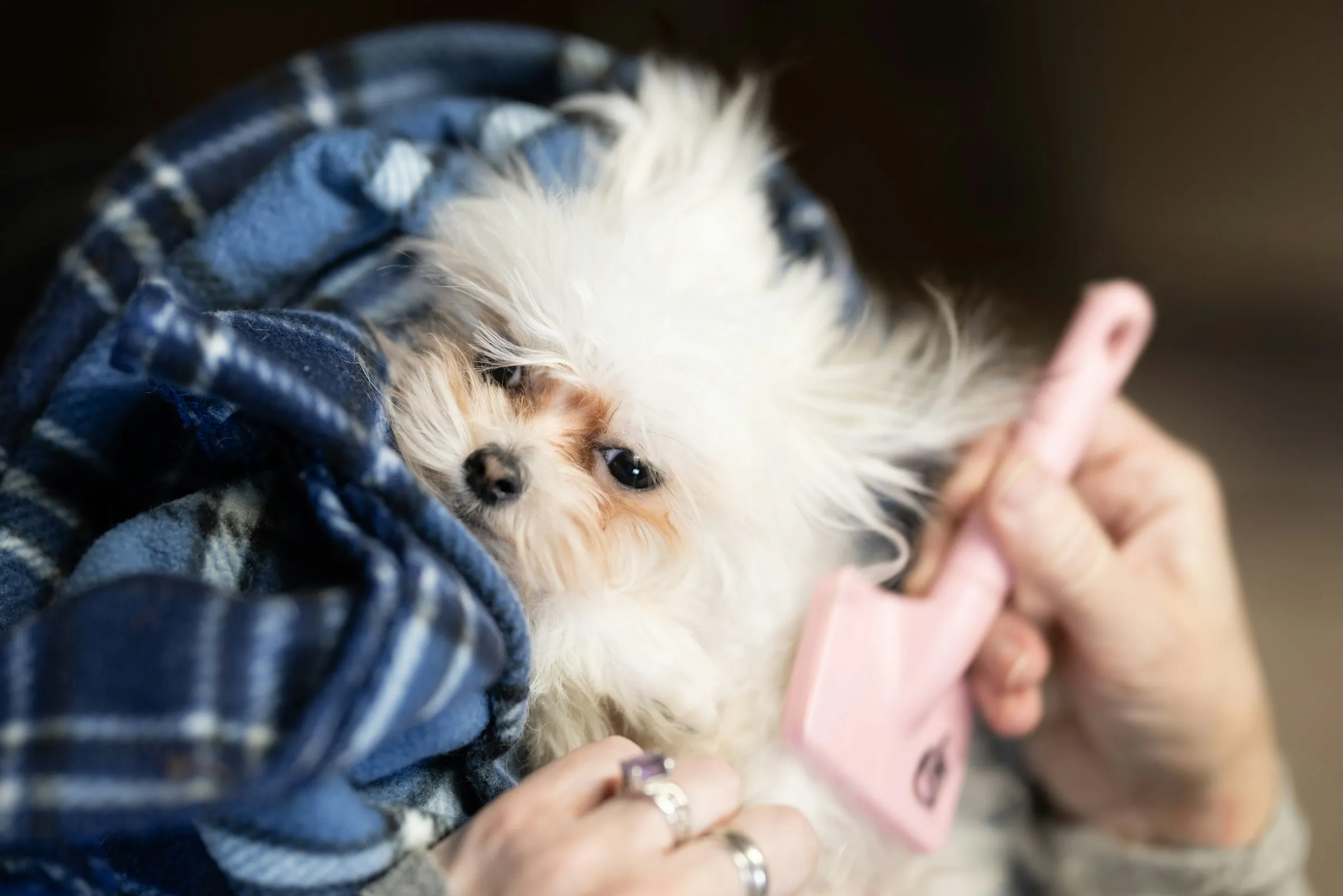 A small fluffy puppy wrapped in a blanket being gently brushed by a groomer