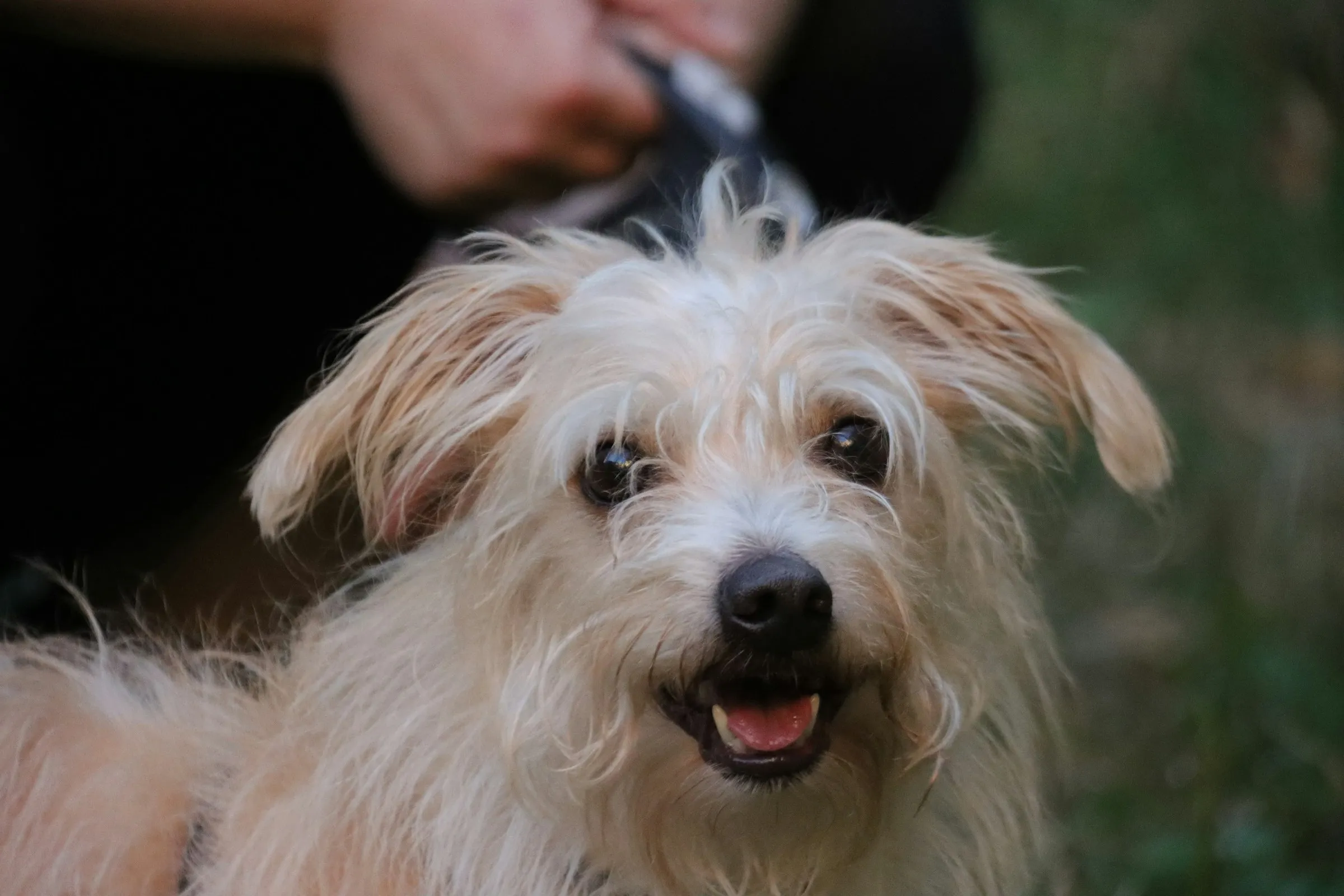 A happy scruffy dog being groomed by a professional