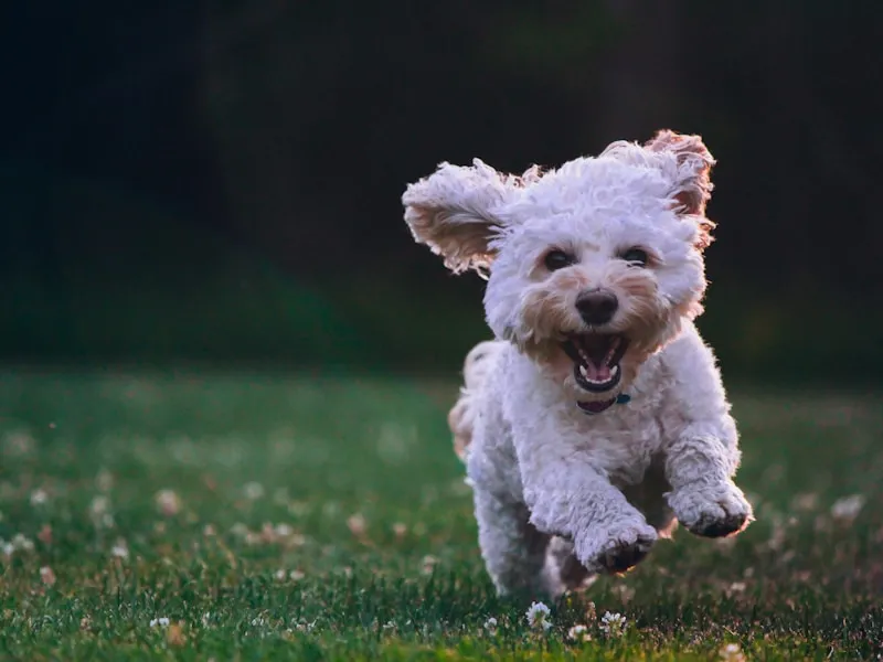 Fluffy white dog running with a freshly groomed coat