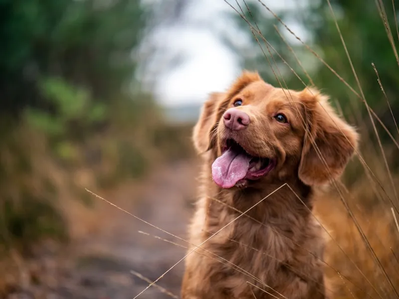 Nova Scotia Duck Tolling Retriever with a beautifully maintained coat