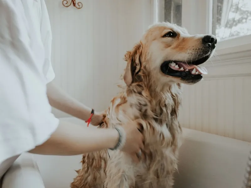 Golden retriever getting a professional bath in the grooming salon