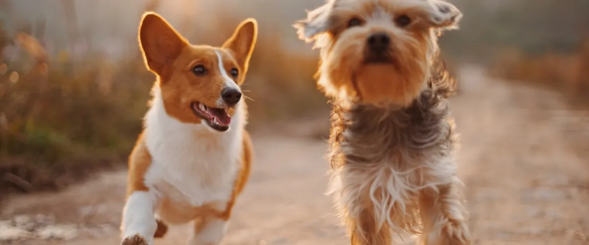 Two happy dogs running together in warm golden sunlight