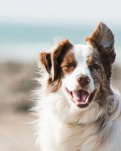 Happy border collie with a bright smile