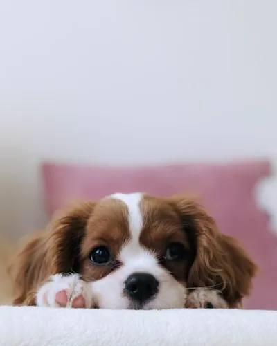 Adorable Cavalier King Charles spaniel with soft eyes