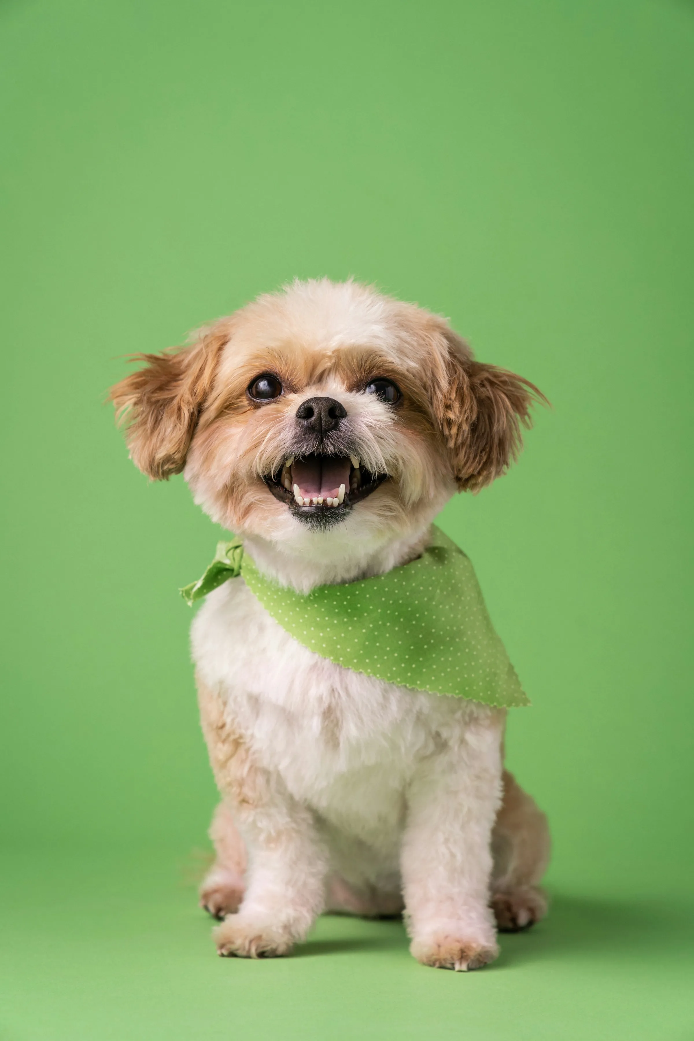 Freshly groomed small dog wearing a green bandana, smiling at the camera