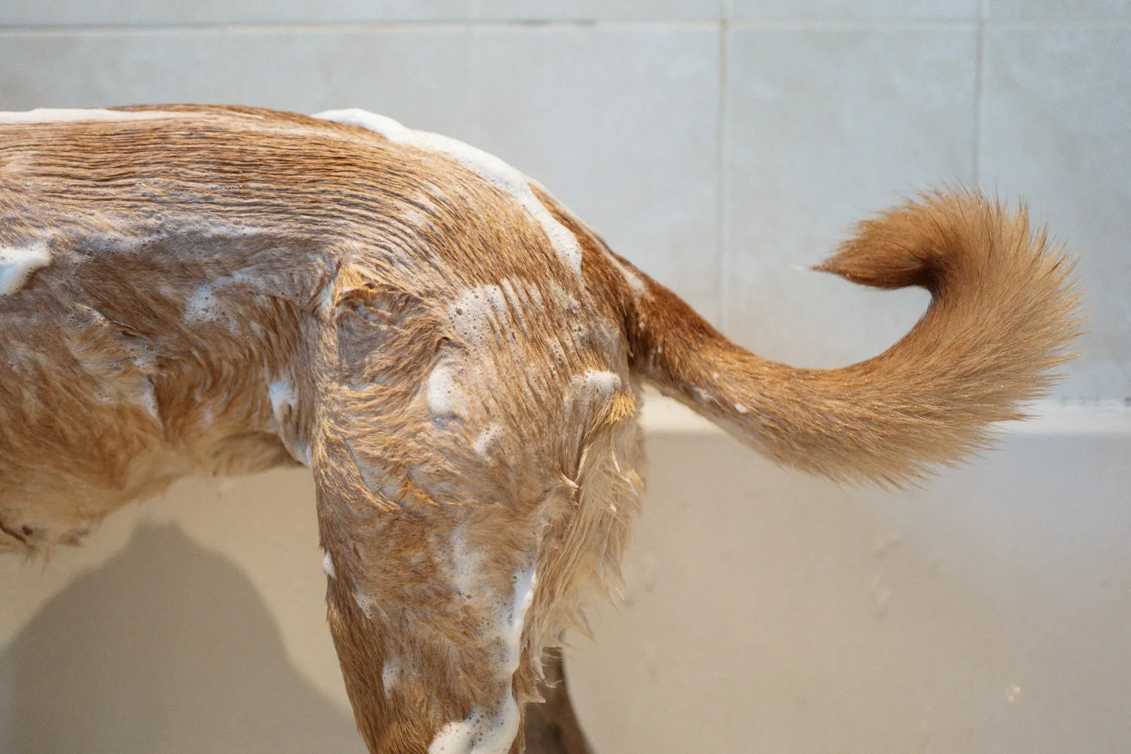 Dog covered in bath suds during a thorough grooming wash
