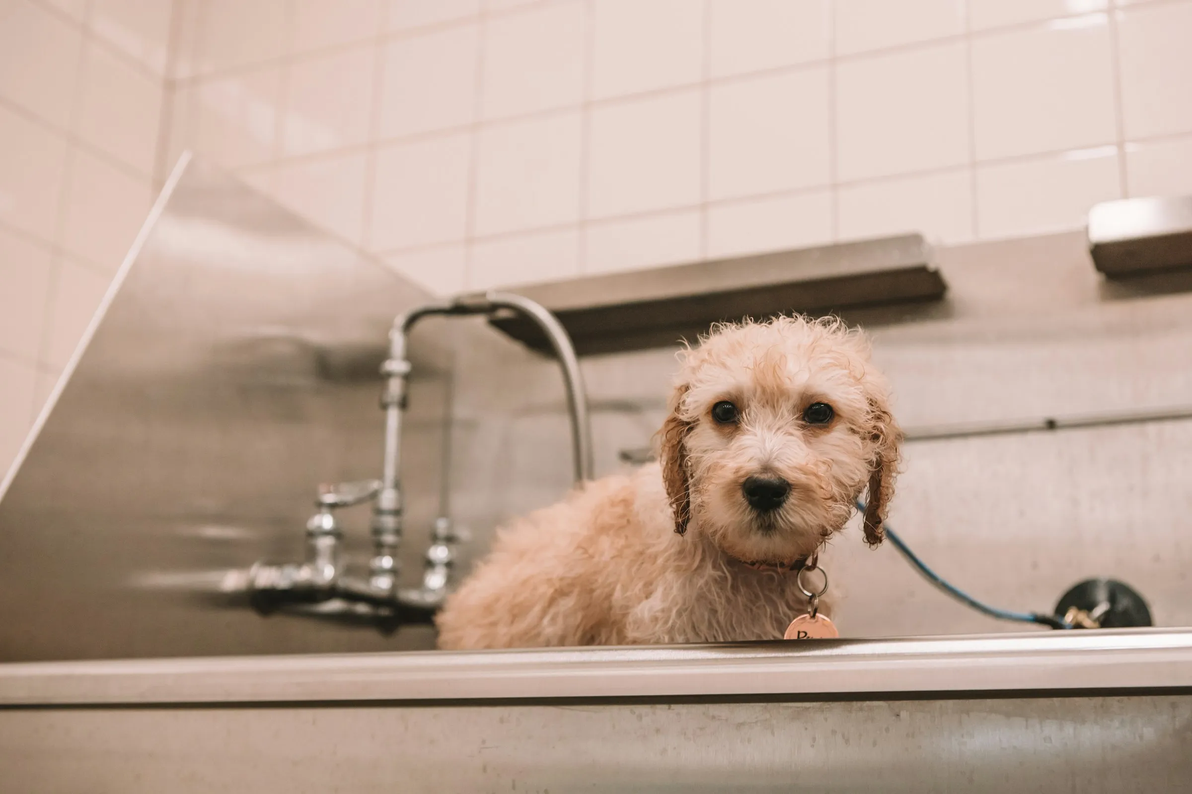 Goldendoodle puppy standing in a stainless steel grooming tub during bath time