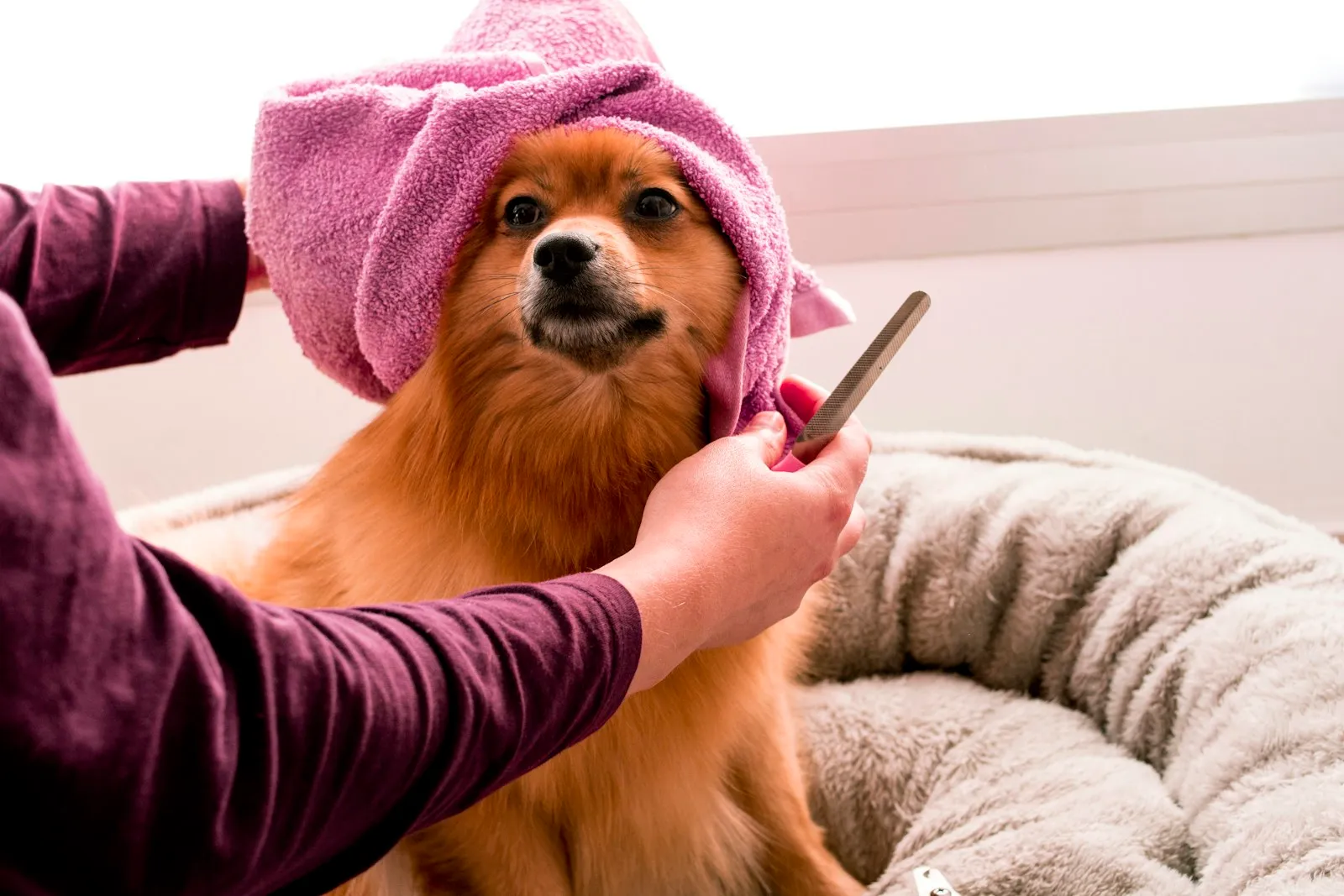 Pomeranian wrapped in a pink spa towel being brushed during a deluxe treatment
