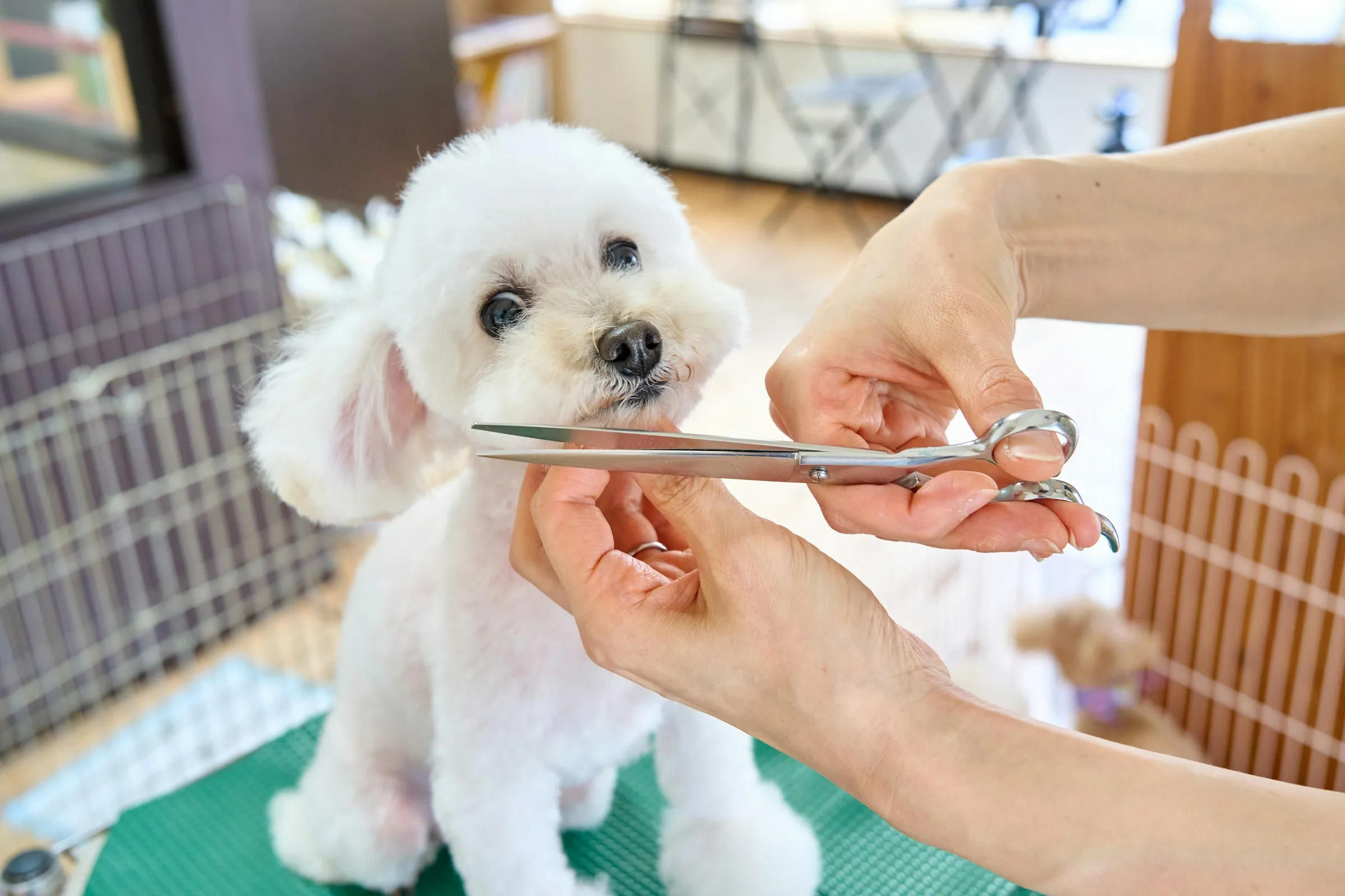 Groomer carefully trimming a small white Bichon Frise with professional scissors