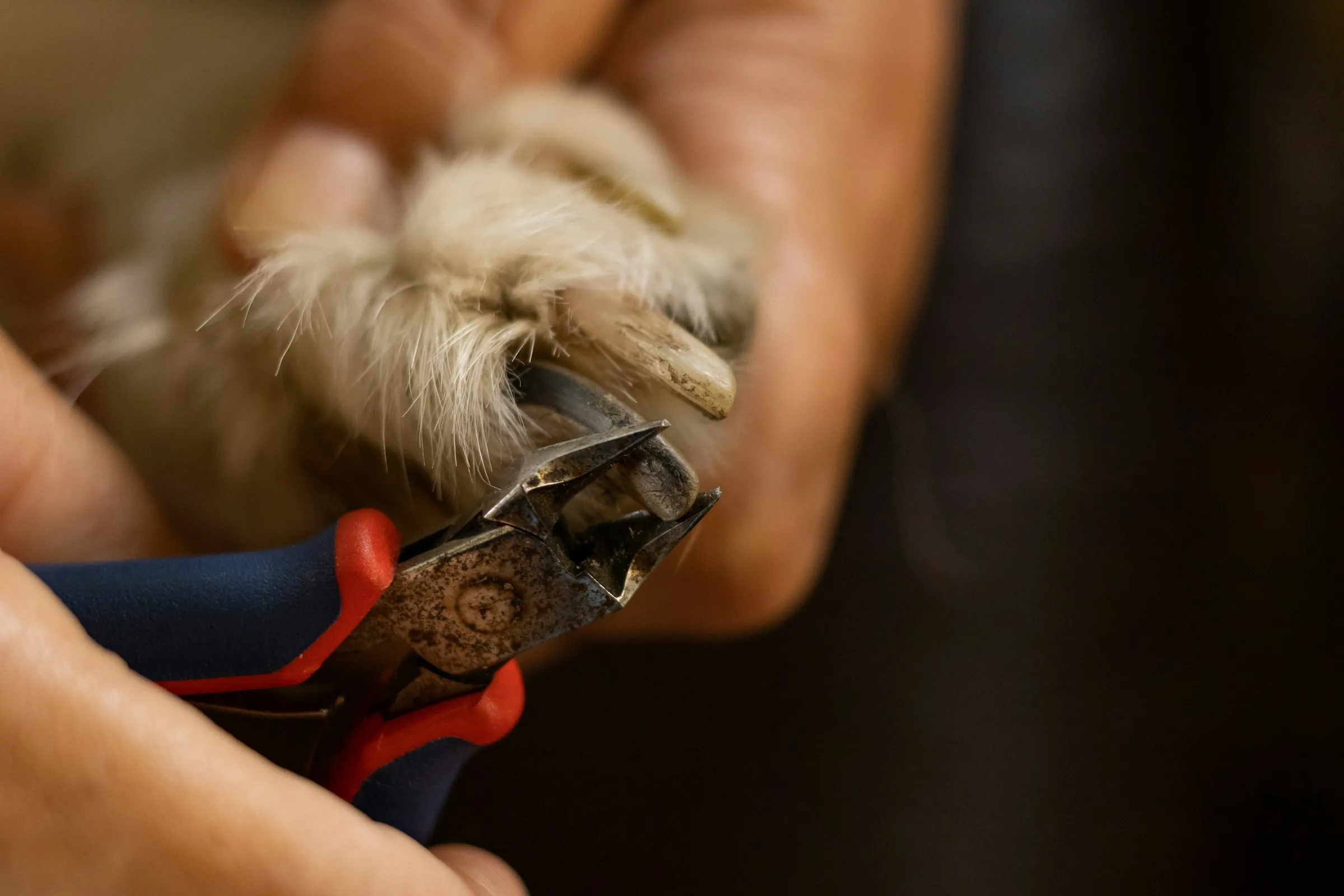 Close-up of a groomer carefully trimming a dog's nail with professional clippers
