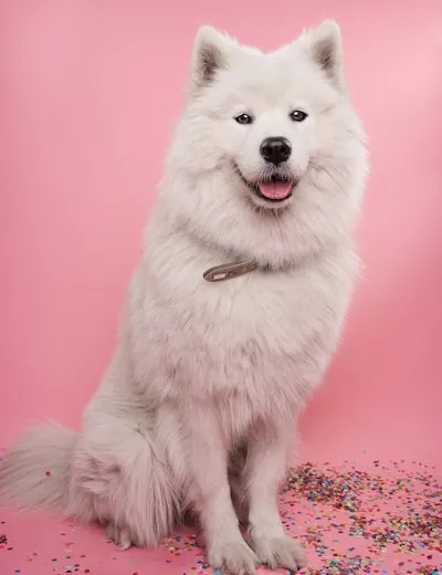 Fluffy white Samoyed sitting proudly after a full grooming session