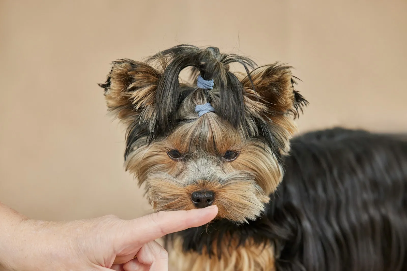 Yorkshire Terrier with a freshly styled top-knot hairdo