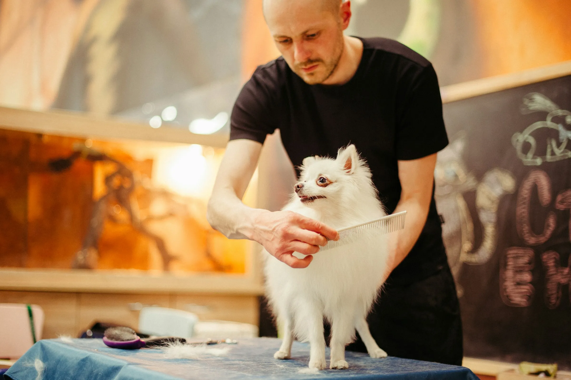 Professional groomer combing a small white Pomeranian on a grooming table in a warm, bright salon